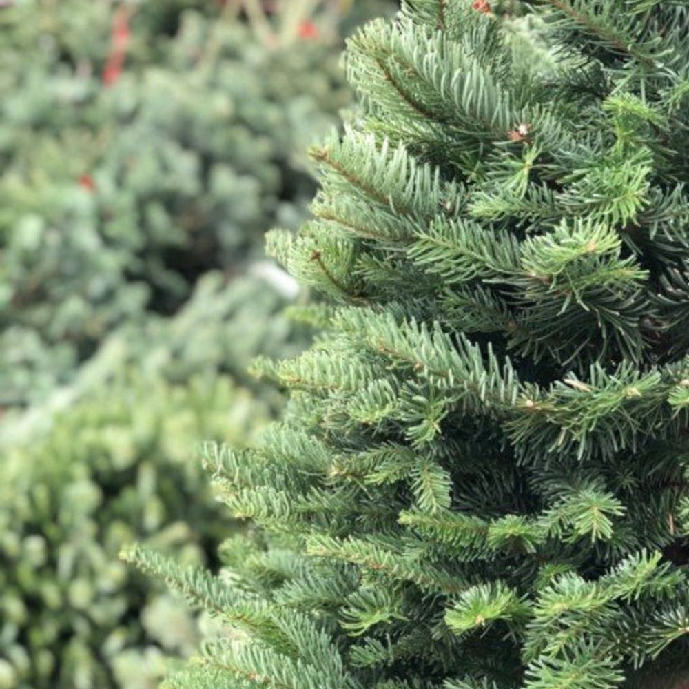Northwest Premium Fresh Cut Noble Fir Christmas Tree