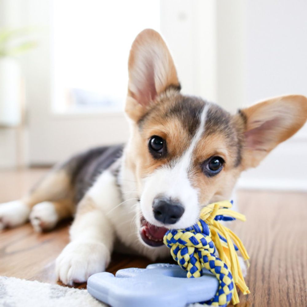 Zippypaws Elliot the Elephant Teething Toy