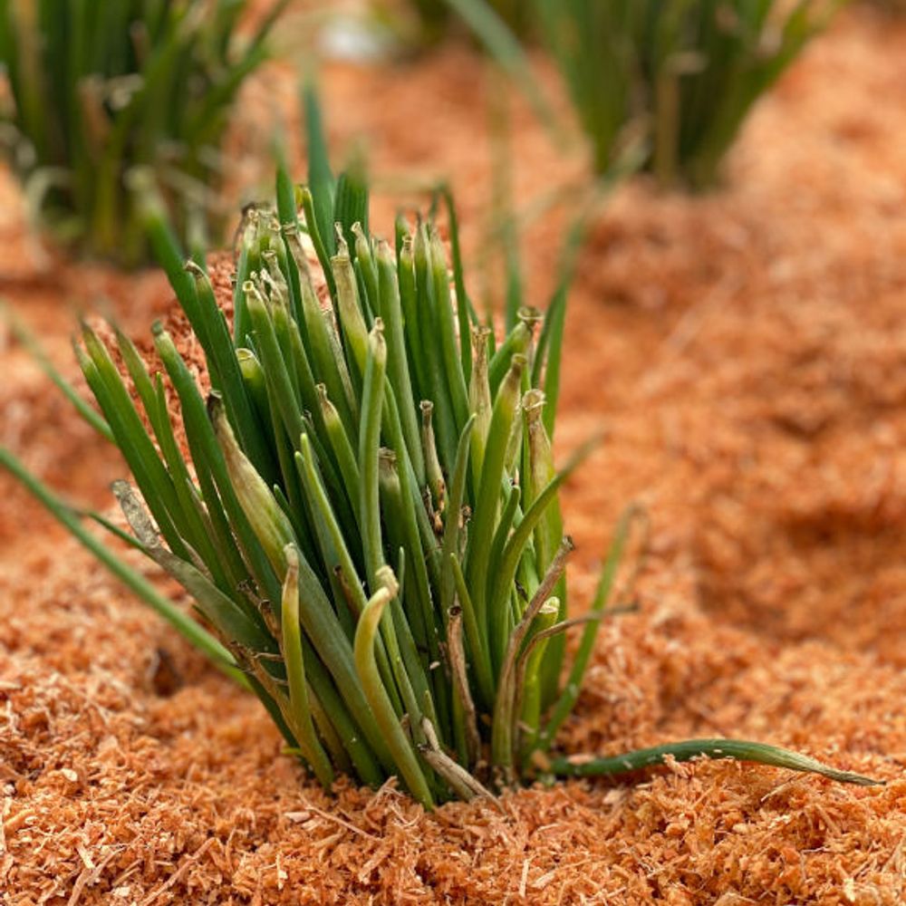 Walla Walla Sweet Onion Bunch