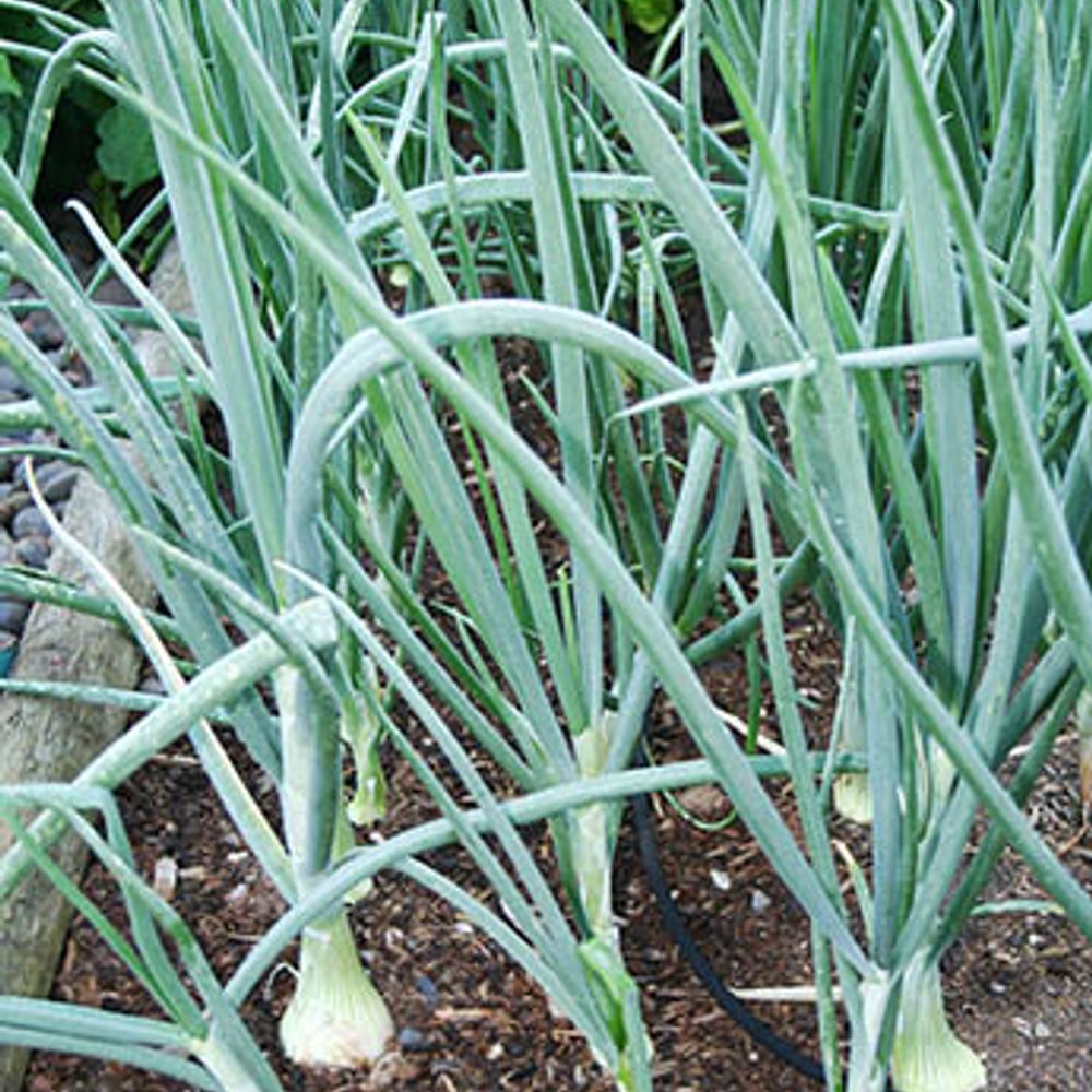 Walla Walla Sweet Onion Bunch
