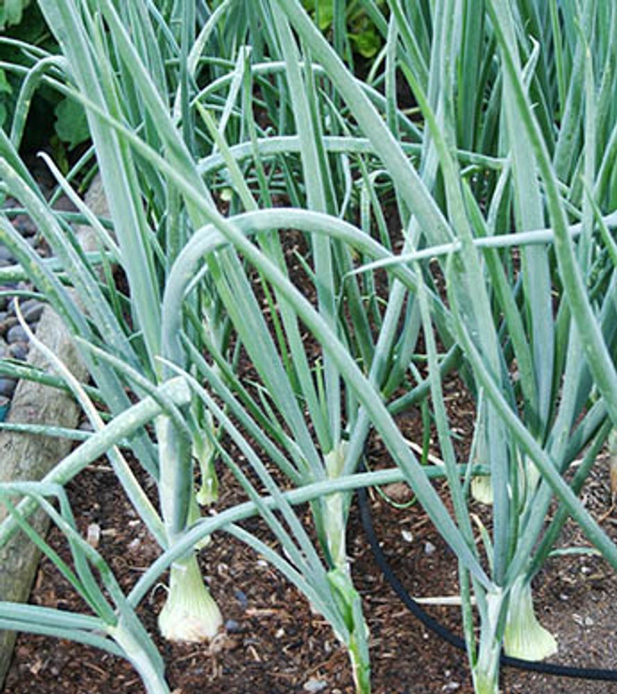 Walla Walla Sweet Onion Bunch