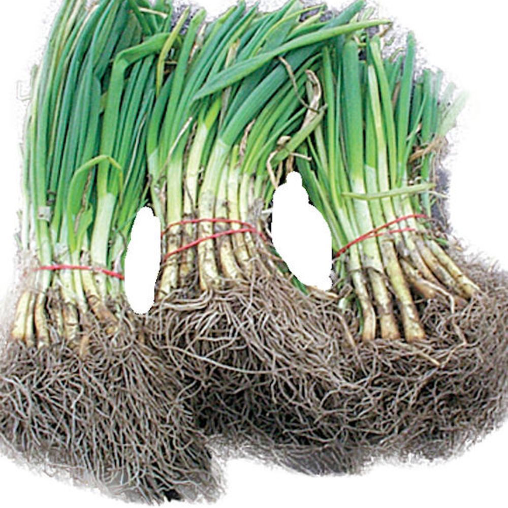 Walla Walla Sweet Onion Bunch