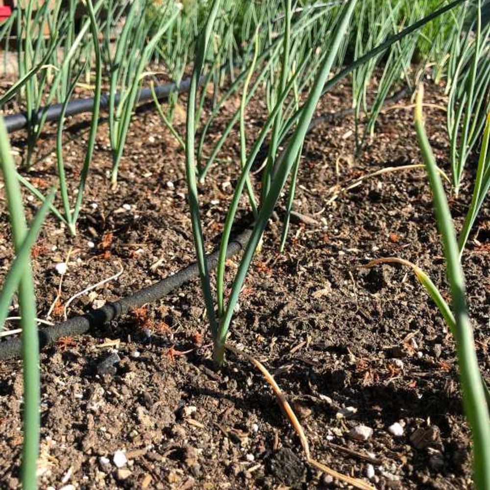 Walla Walla Sweet Onion Bunch