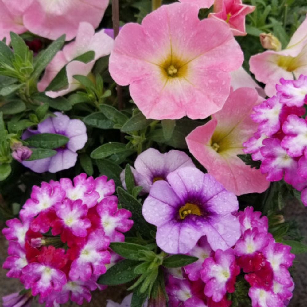 Premium Annual Flowering Hanging Basket 12" - Comes in assorted colors and types