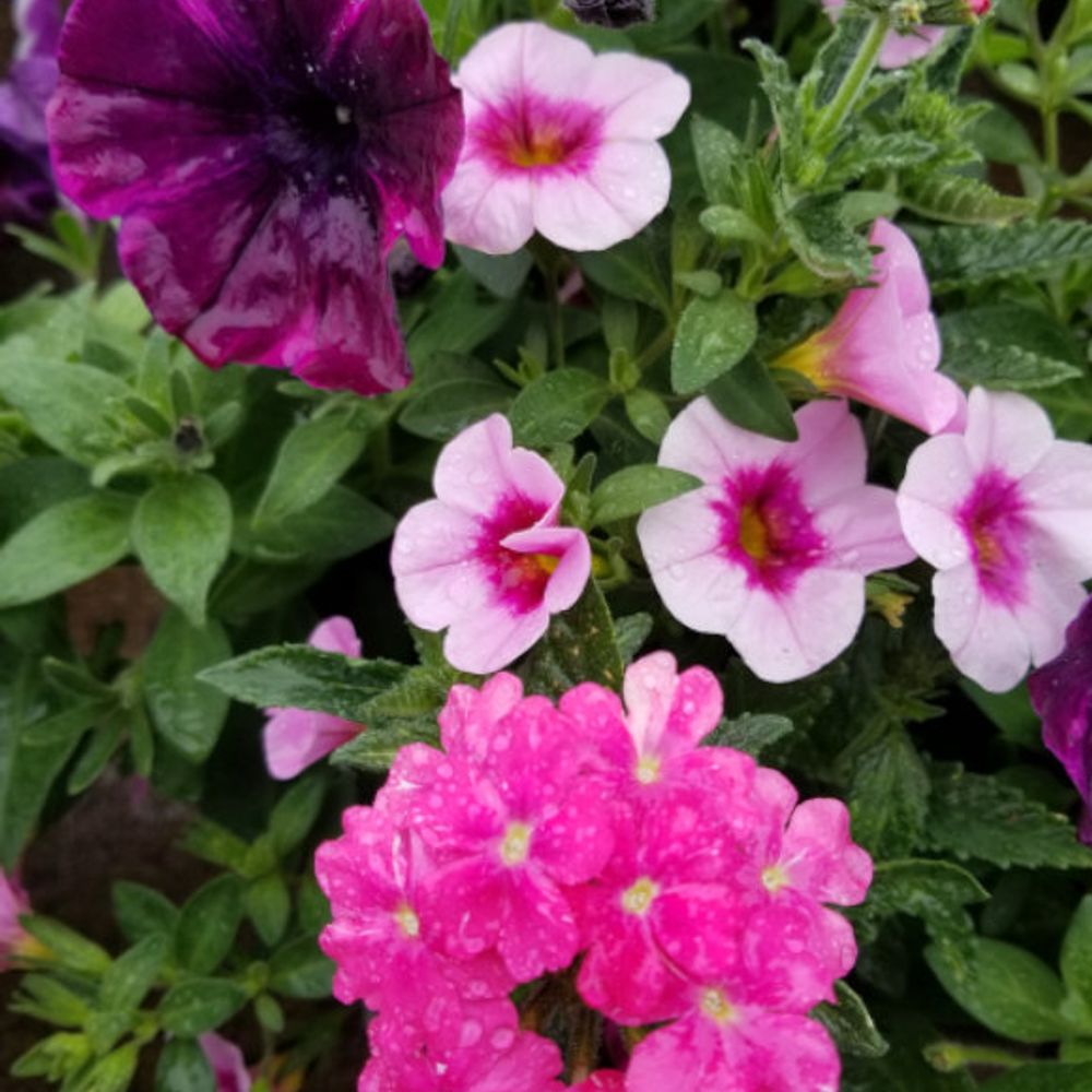 Premium Annual Flowering Hanging Basket 12" - Comes in assorted colors and types
