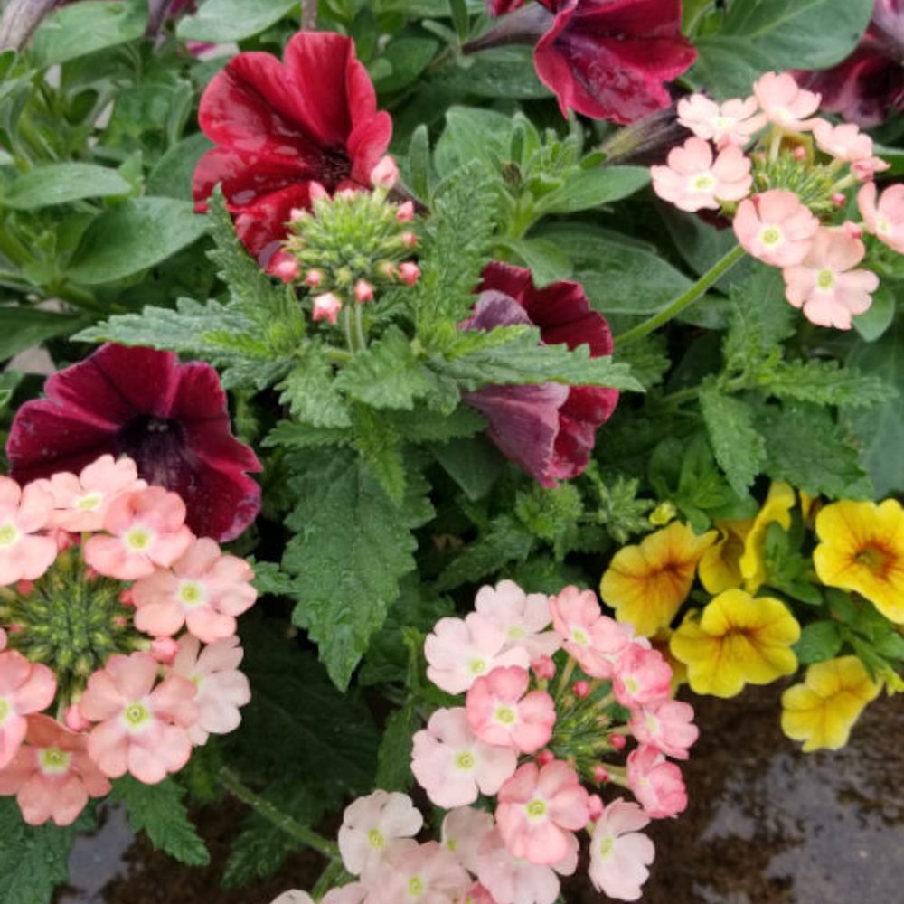 Premium Annual Flowering Hanging Basket 12" - Comes in assorted colors and types
