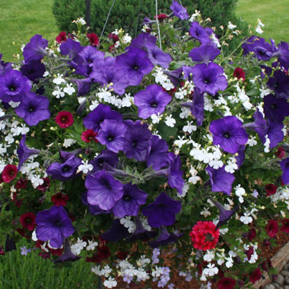 Premium Annual Flowering Hanging Basket 12" - Comes in assorted colors and types