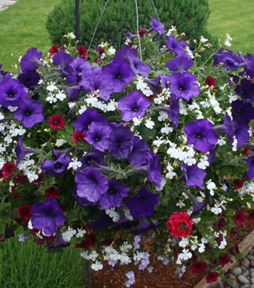 Premium Annual Flowering Hanging Basket 12" - Comes in assorted colors and types