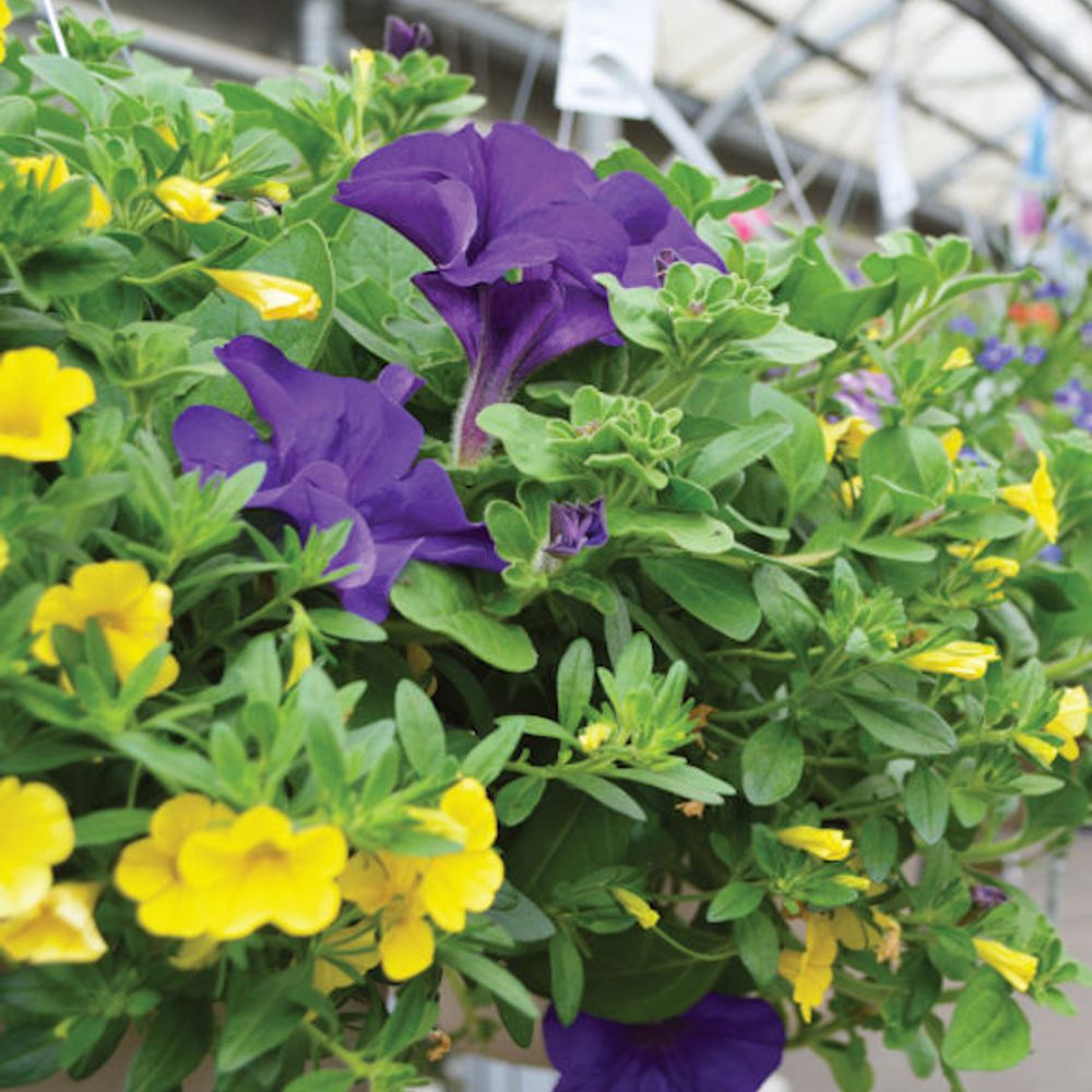 Premium Annual Flowering Hanging Basket 12" - Comes in assorted colors and types