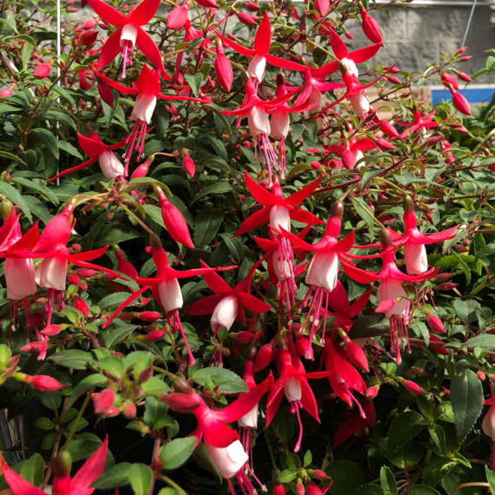 Hanging Fuchsia Basket 12"