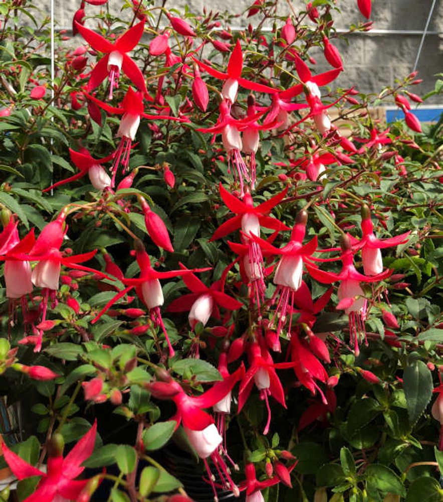 Hanging Fuchsia Basket 12"