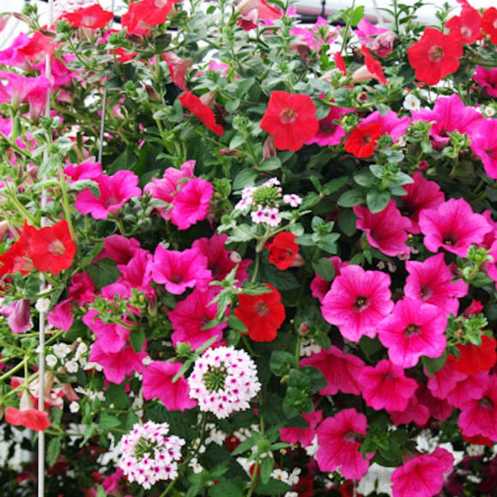 Premium Annual Hanging Basket 14" - Comes in assorted colors and types