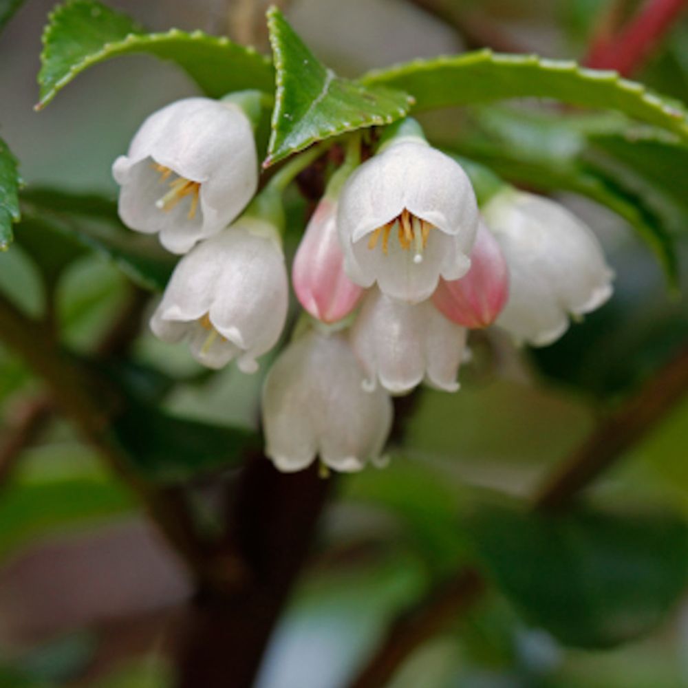 Evergreen & Scarlet Huckleberry Vaccinium Ovatum, 1 gal
