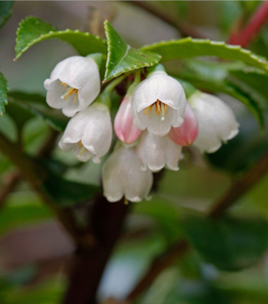 Evergreen & Scarlet Huckleberry Vaccinium Ovatum, 1 gal