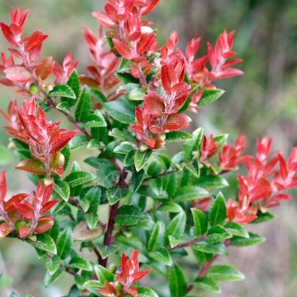 Evergreen & Scarlet Huckleberry Vaccinium Ovatum, 1 gal