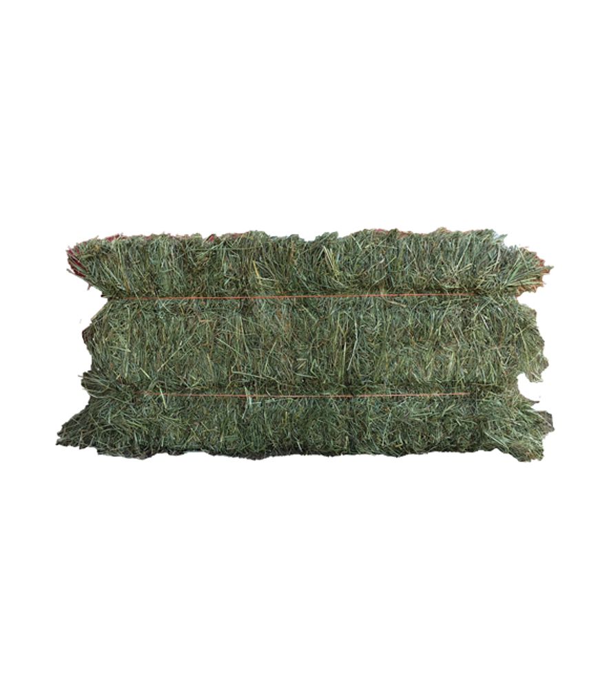 Teff Hay Bale, 80 lb