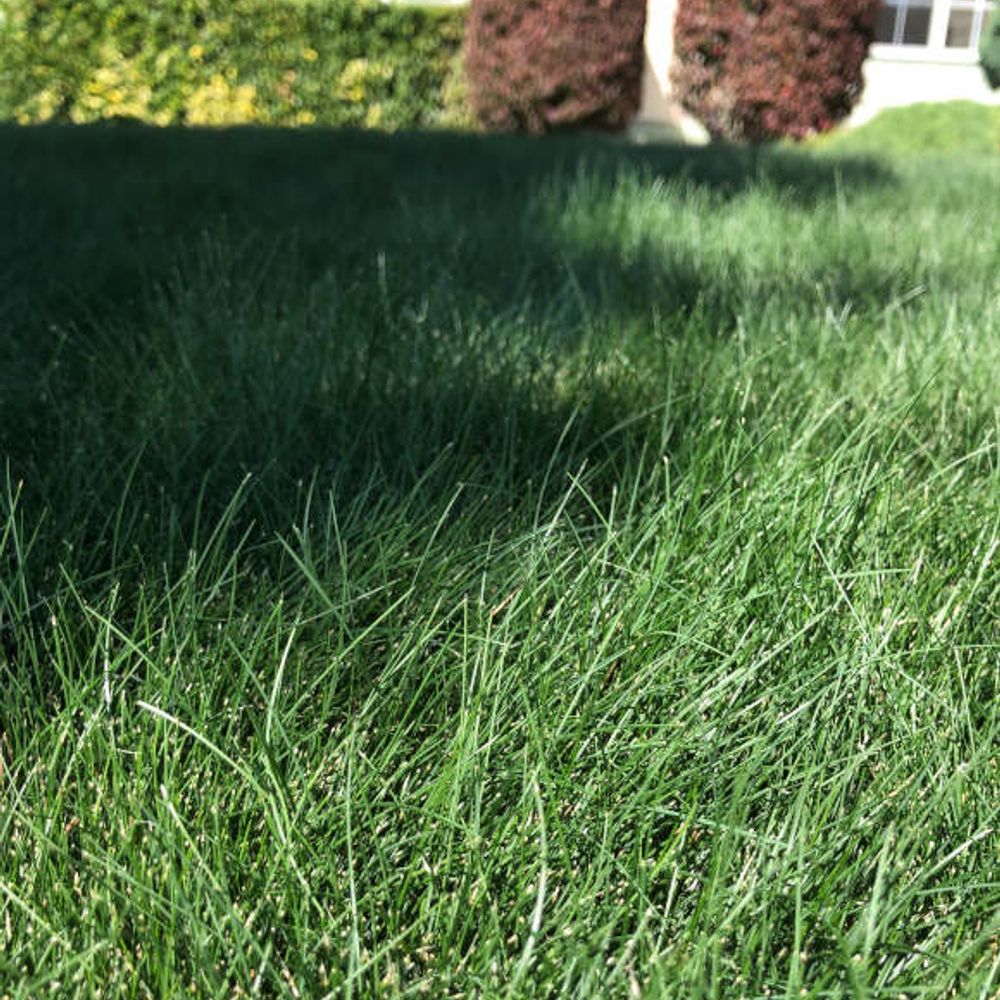 Scotts, Turf Builder Pacific Northwest Grass Seed Mix 