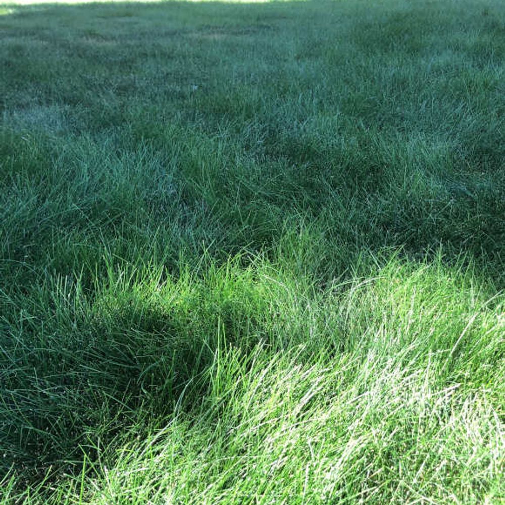 Scotts, Turf Builder Tall Fescue Grass Seed Mix 