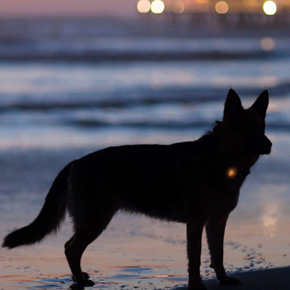 LED Blinker Light for Dogs, Orange