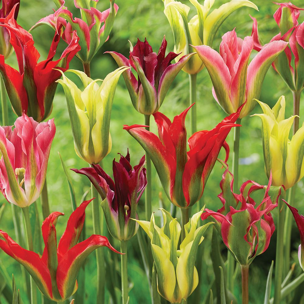 Tulipa Viridiflora Fall Tulip Bulbs