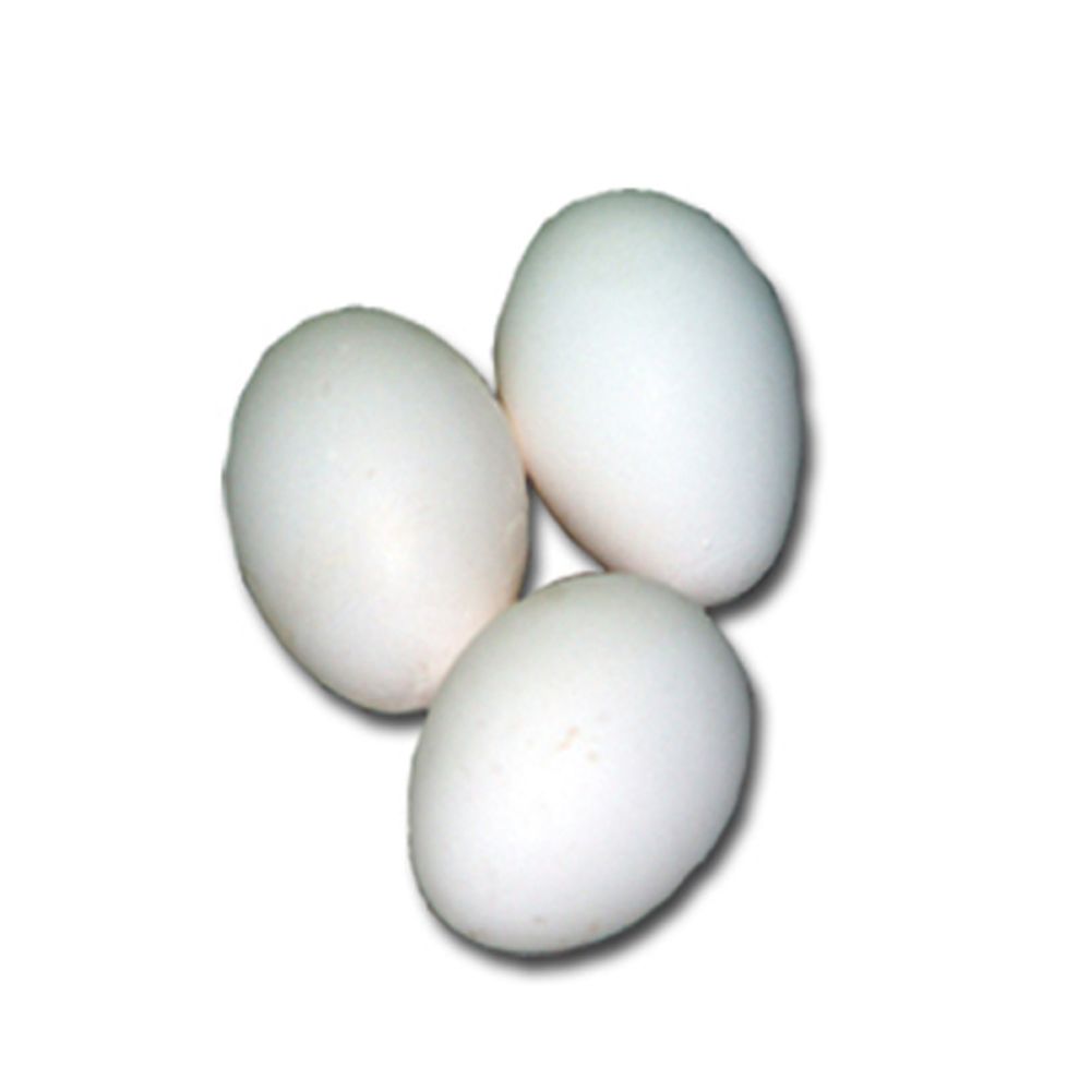 Blue Andalusian Pullet