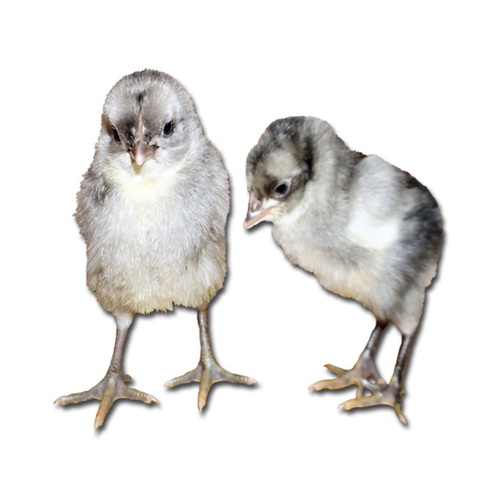 Blue Andalusian Pullet