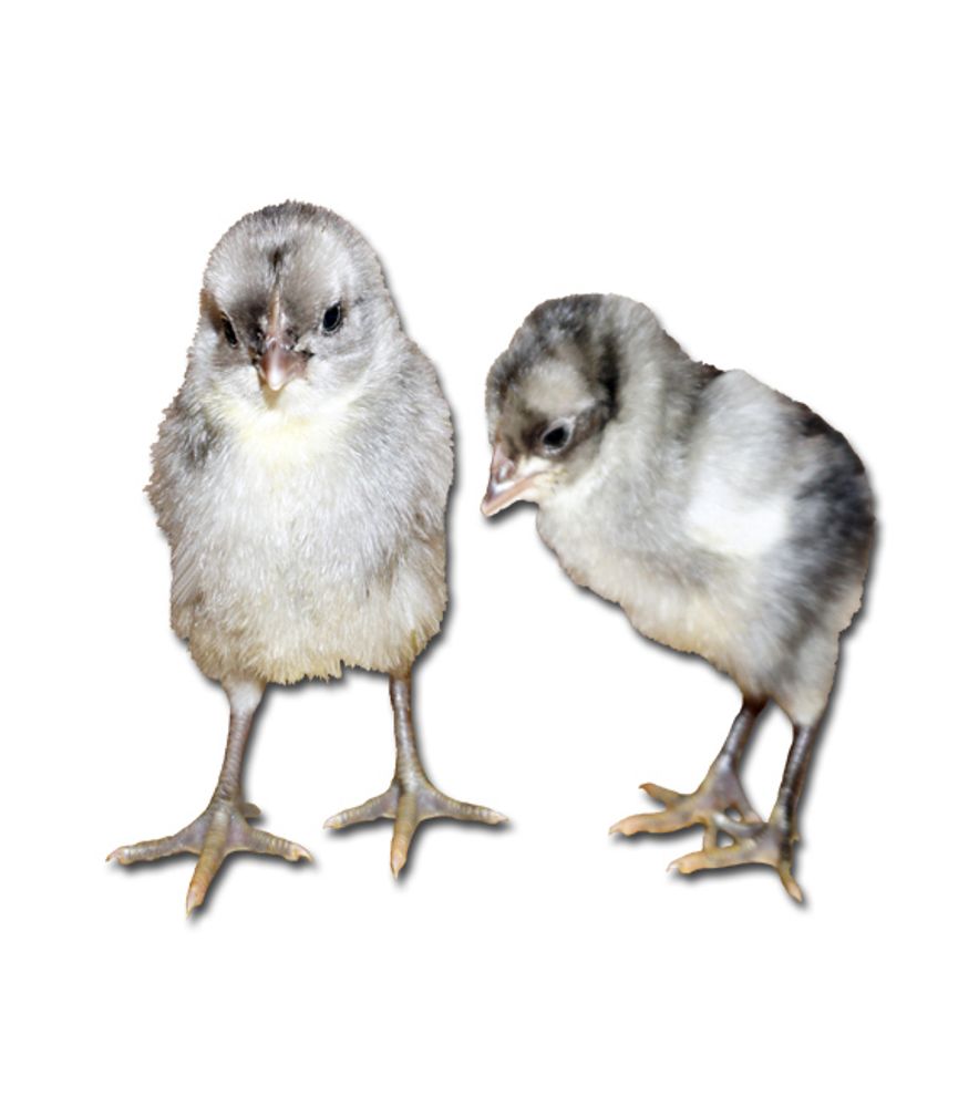 Blue Andalusian Pullet