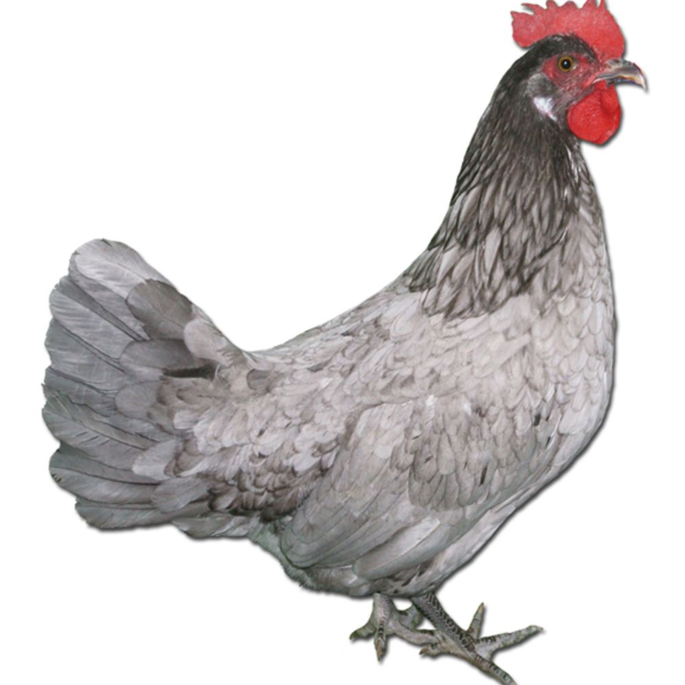 Blue Andalusian Pullet