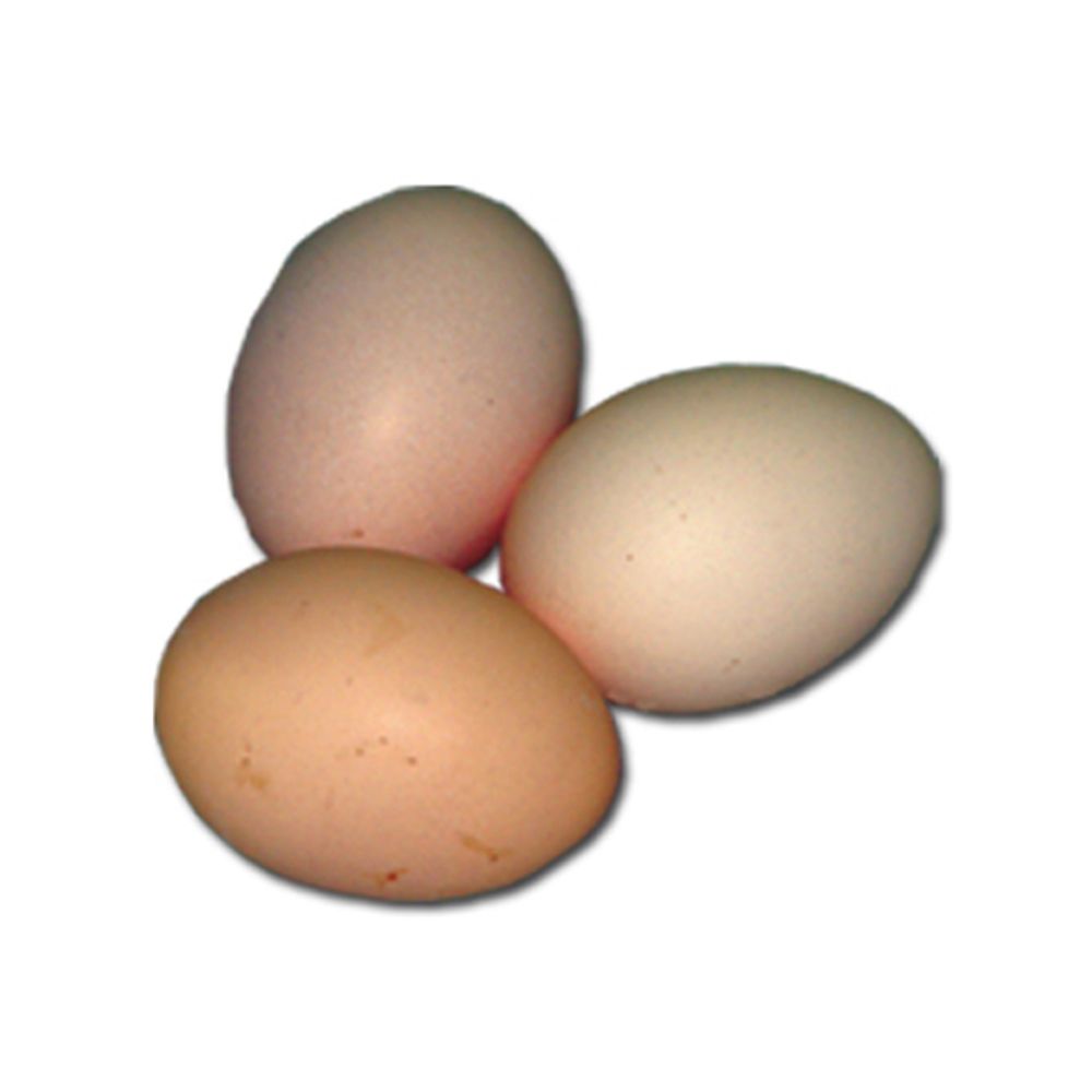 Buckeye Pullet