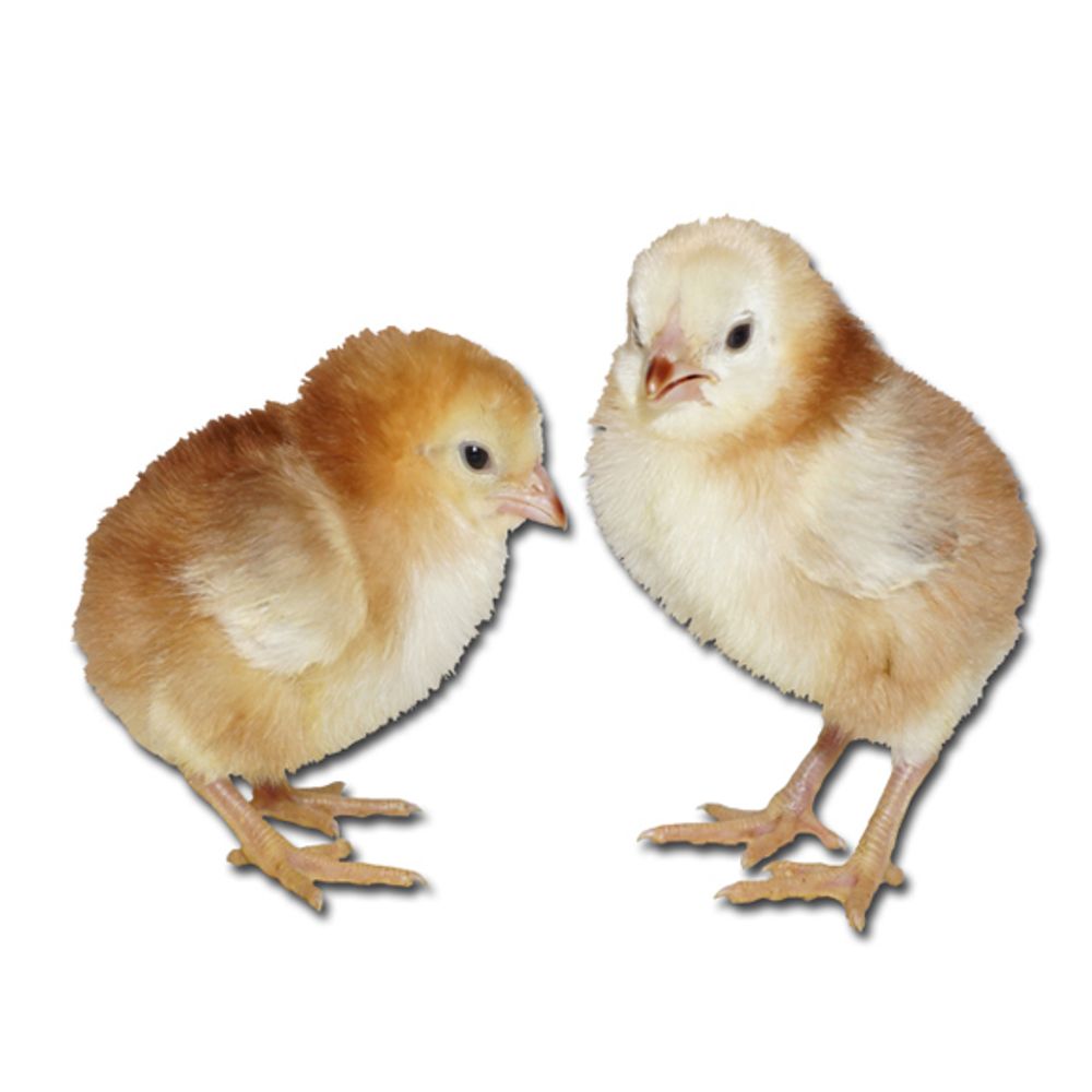 Buckeye Pullet