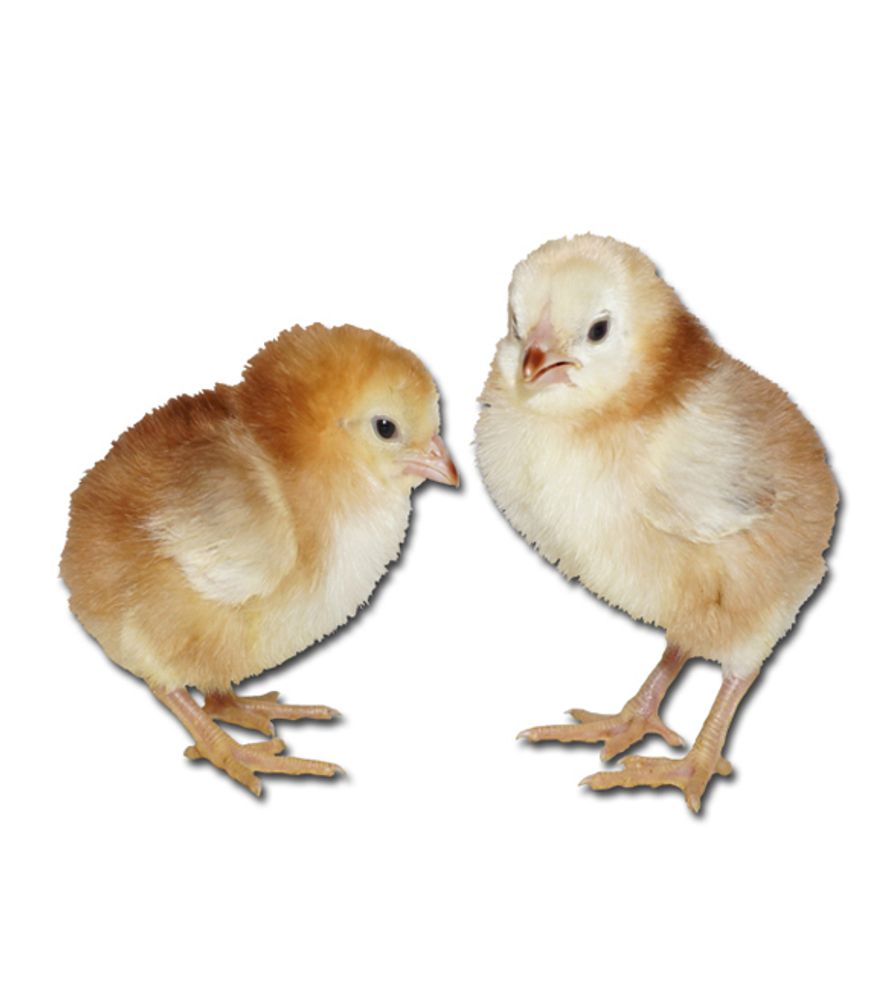 Buckeye Pullet