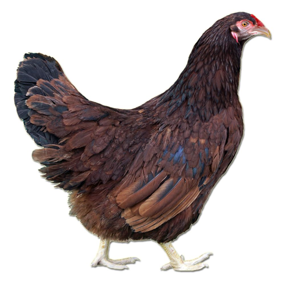 Buckeye Pullet