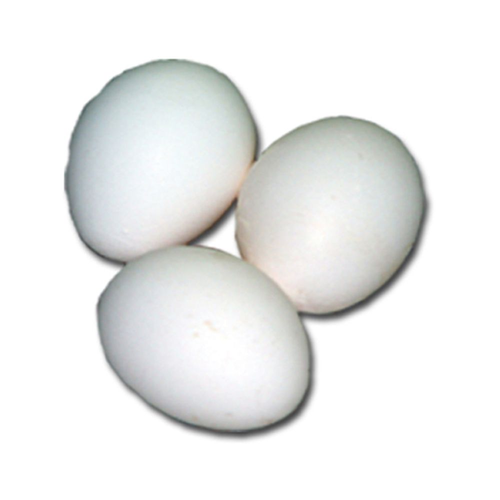 Ancona Pullet