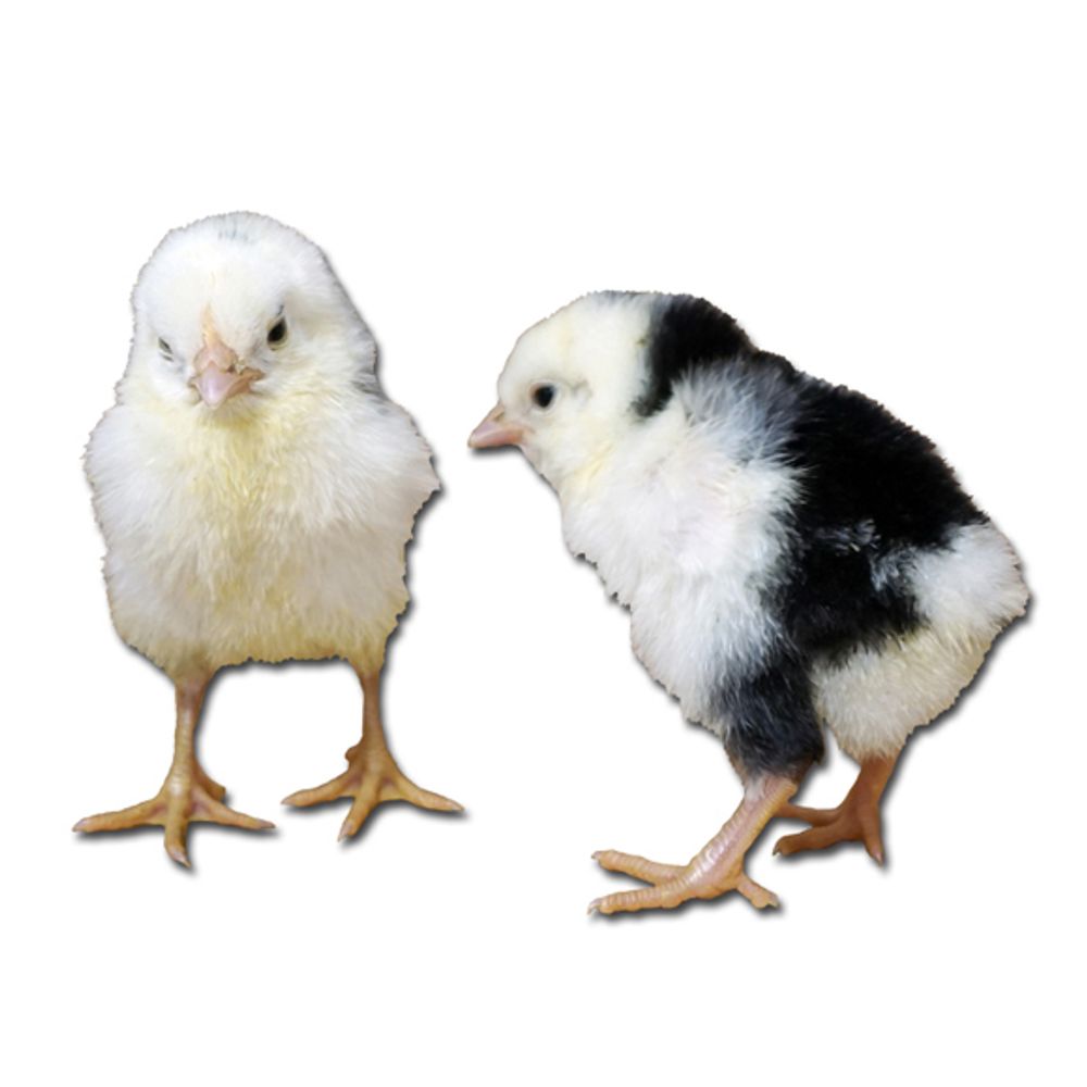 Ancona Pullet