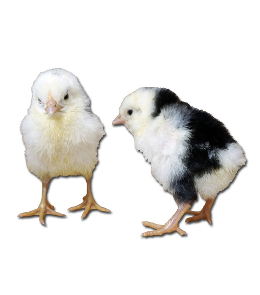 Ancona Pullet