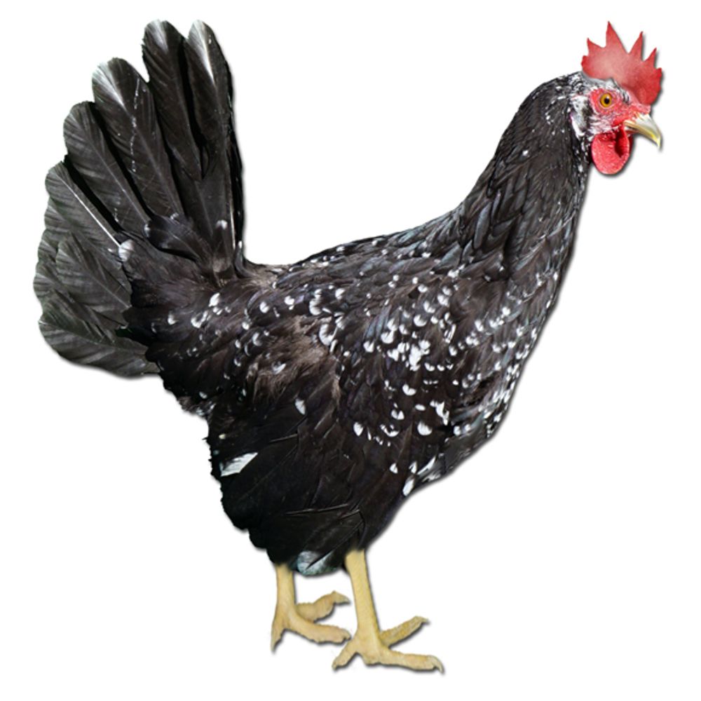 Ancona Pullet