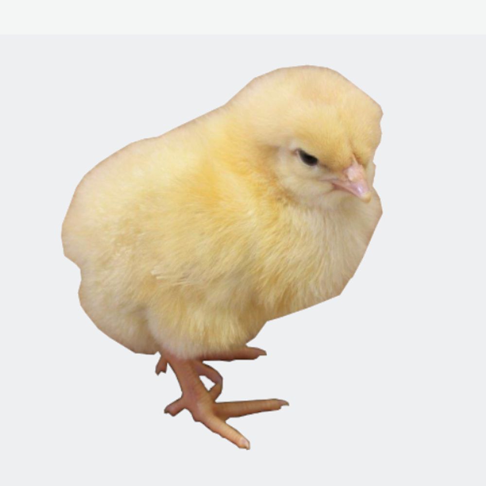 Amber White Pullet