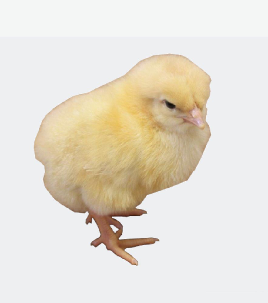 Amber White Pullet