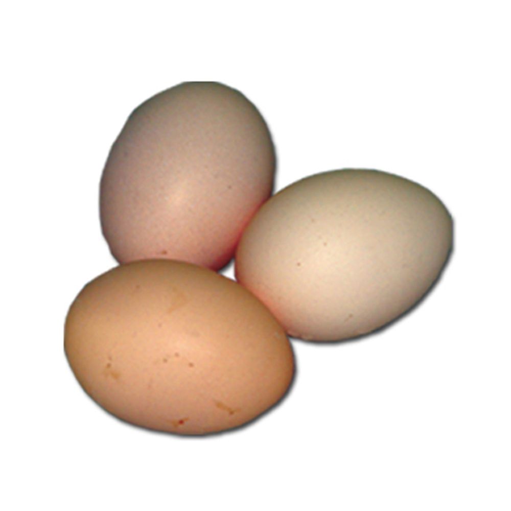 Blue Laced Red Wyandotte Pullet