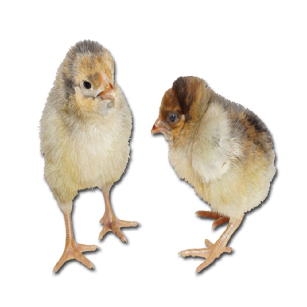 Blue Laced Red Wyandotte Pullet