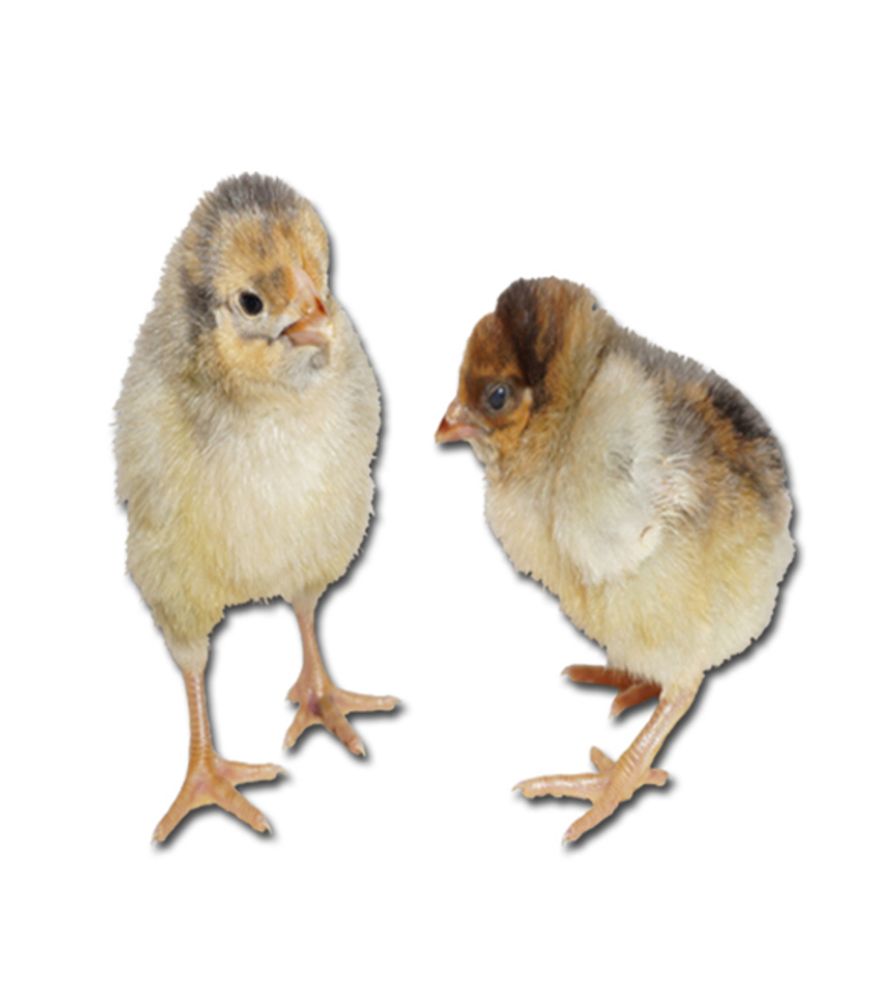 Blue Laced Red Wyandotte Pullet