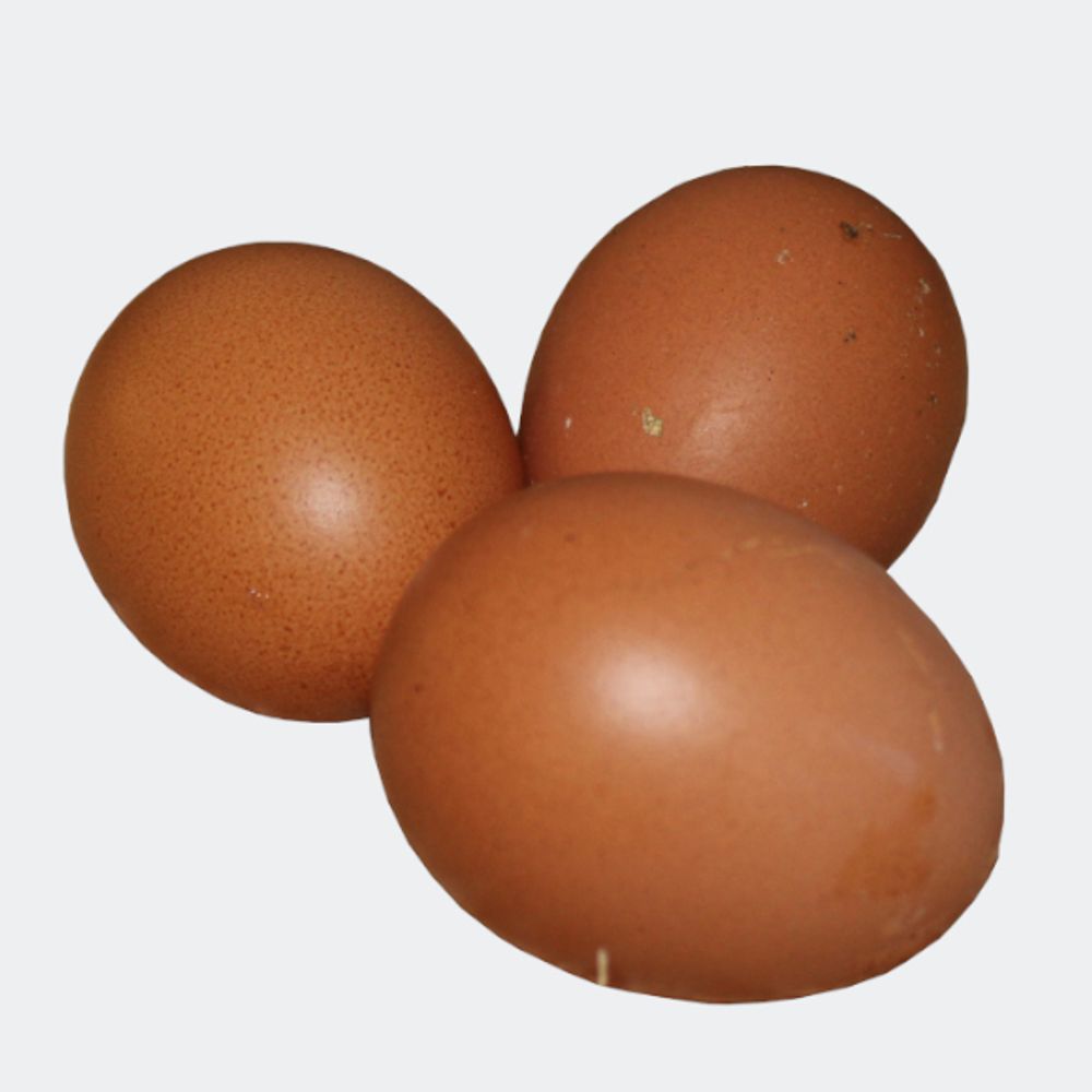 Barnevelder Pullet