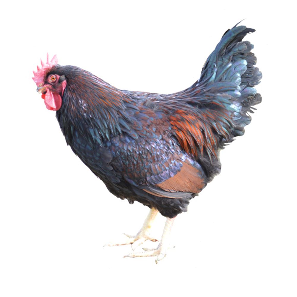 Barnevelder Pullet