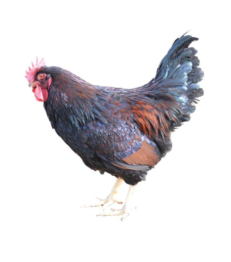 Barnevelder Pullet