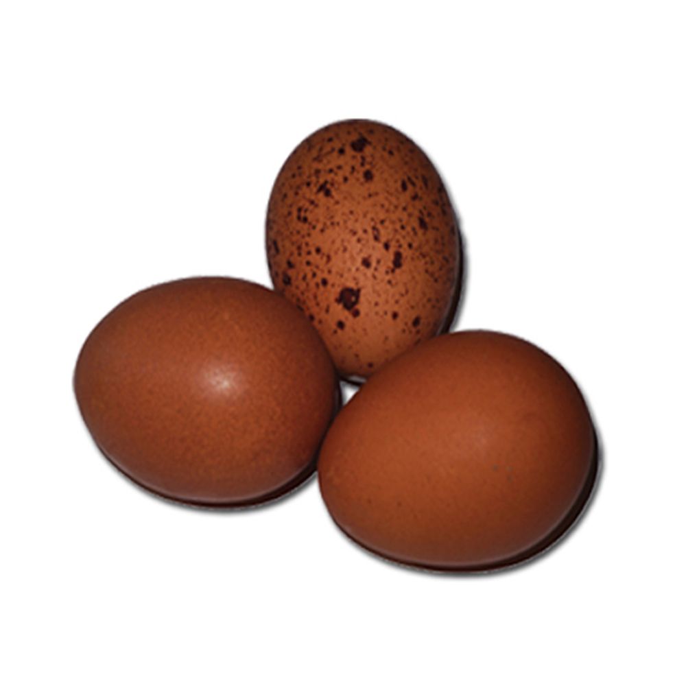 Black Copper Maran Pullet