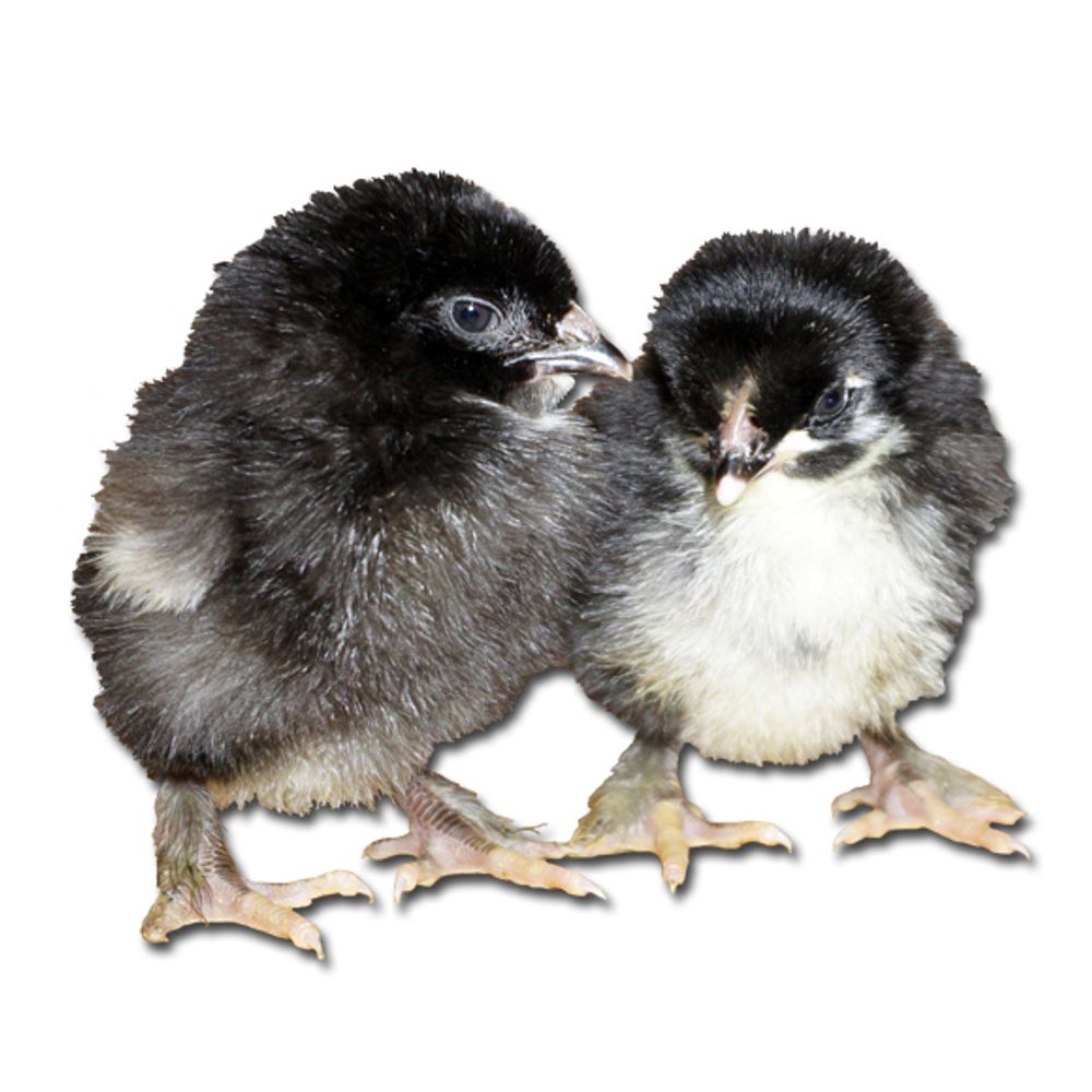 Black Copper Maran Pullet