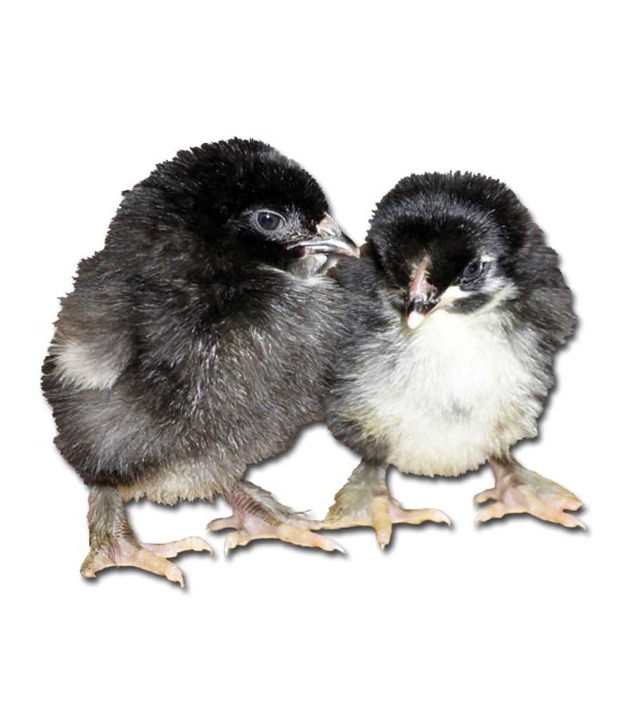 Black Copper Maran Pullet