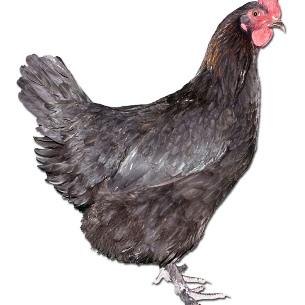 Black Copper Maran Pullet