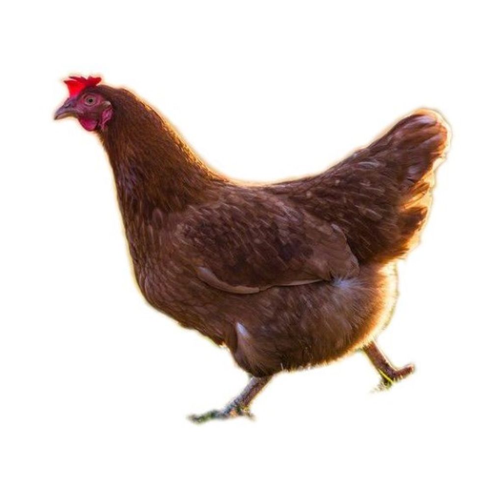 ISA Brown Pullet