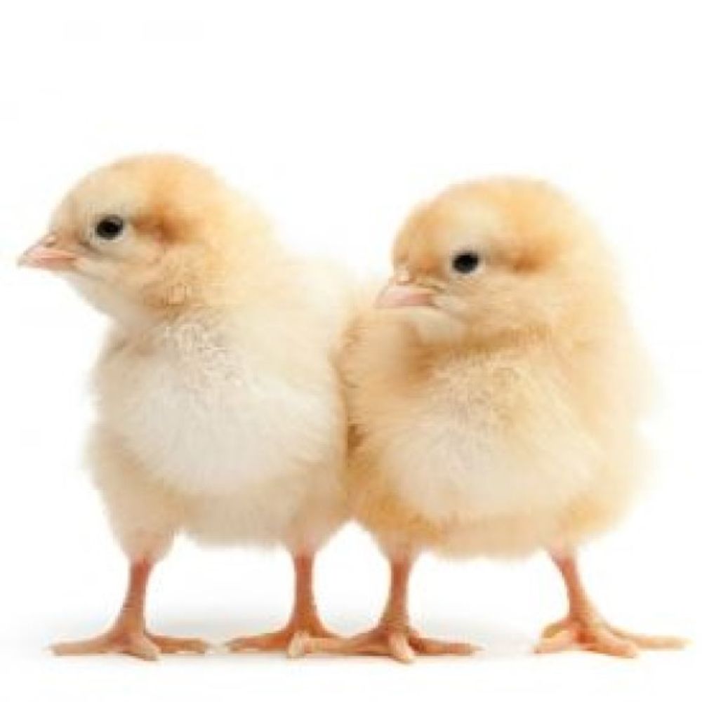 ISA Brown Pullet